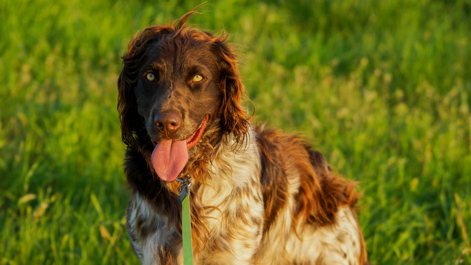 Gesunder Hund als Symbolbild für artgerechte Ernährung beim Barfen