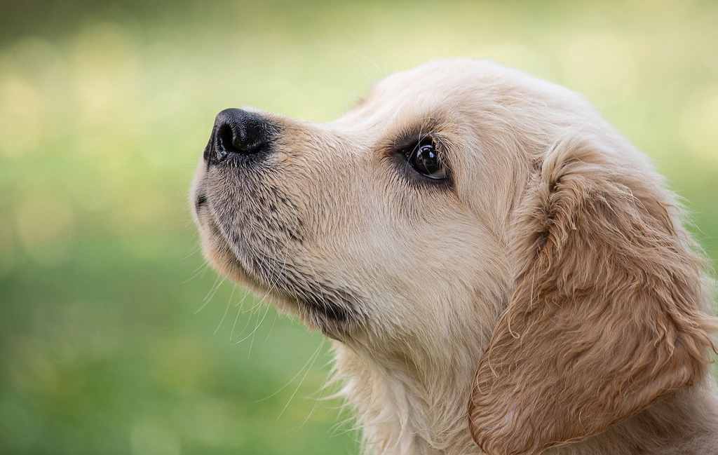 barfen hund rezepte