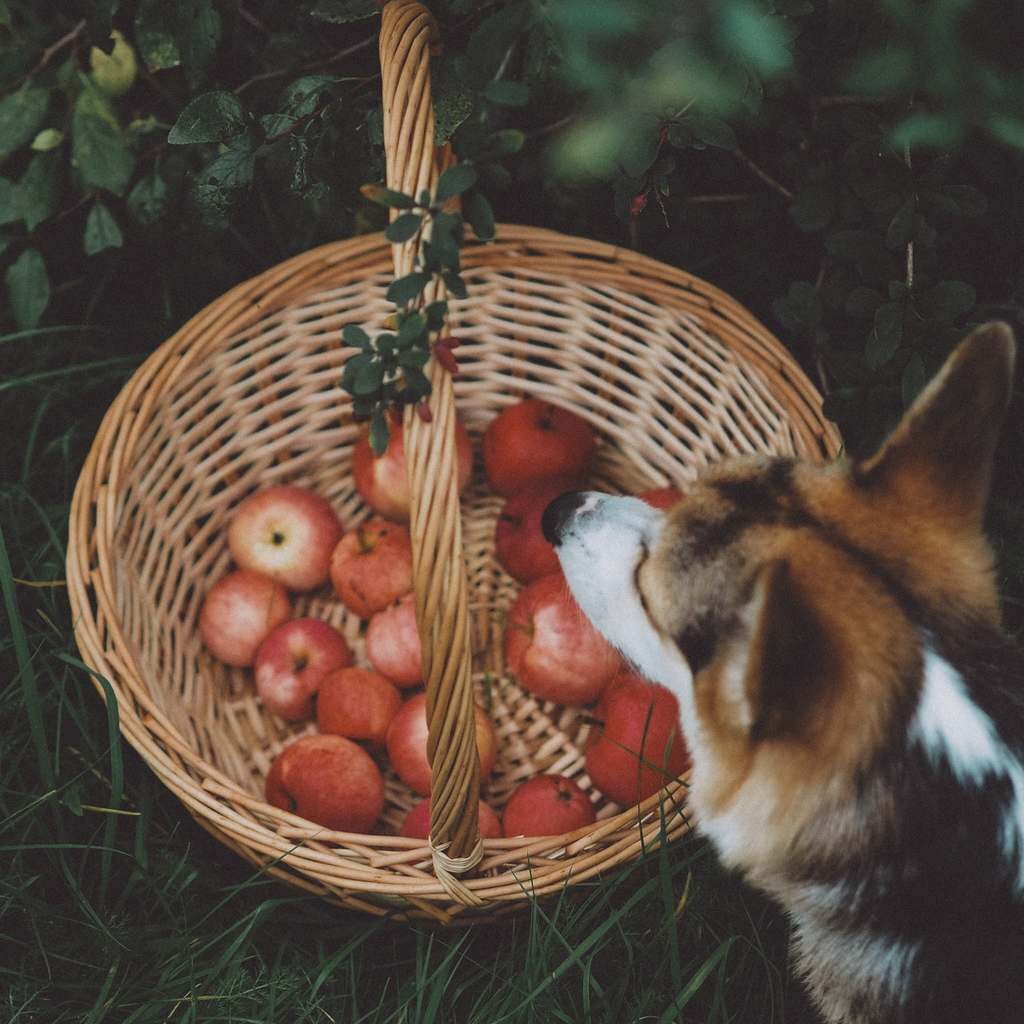 Dürfen Hunde Äpfel essen