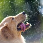 Hund beschäftigen bei Regen – Praxis-Überblick