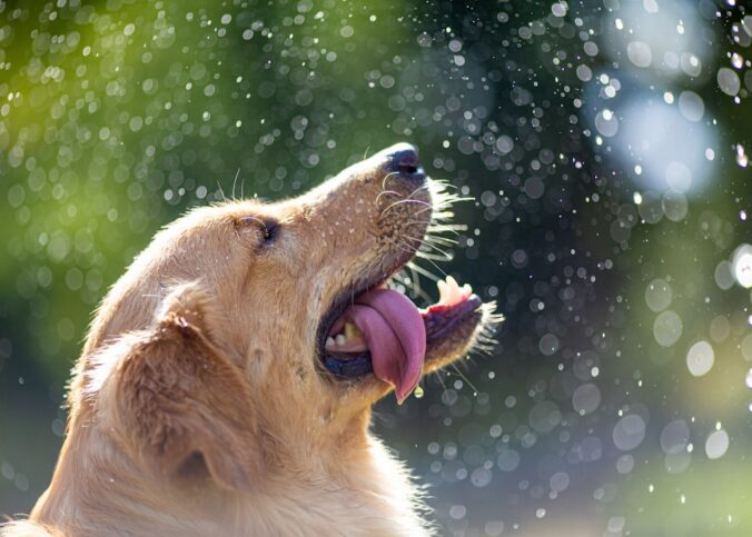 Hund beschäftigen bei Regen – Praxis-Überblick