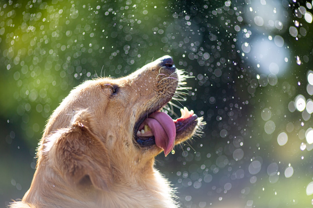 Hund beschäftigen bei Regen – Praxis-Überblick