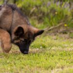 Wie lange darf ein Hund schnüffeln? – Praxis-Überblick