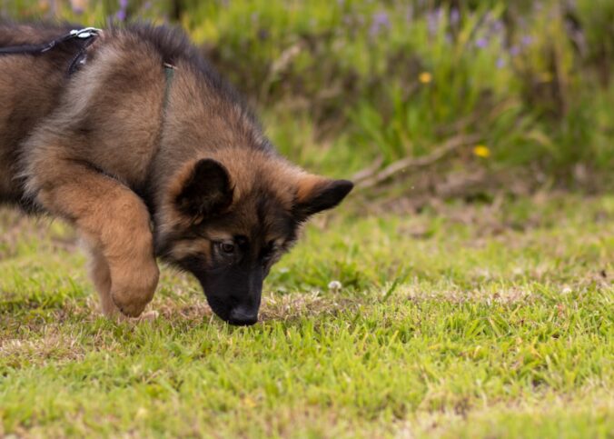 Wie lange darf ein Hund schnüffeln? – Praxis-Überblick