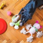 Was ist ein gutes Spielzeug für Hunde? – Praxis-Überblick