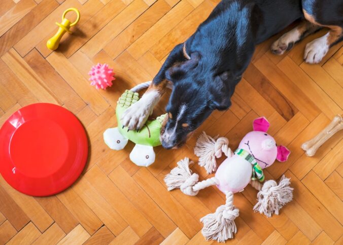 Was ist ein gutes Spielzeug für Hunde? – Praxis-Überblick