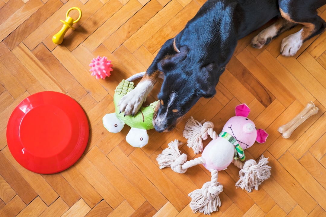 Was ist ein gutes Spielzeug für Hunde? – Praxis-Überblick