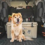 Hunde Transportbox Auto – Praxis-Überblick