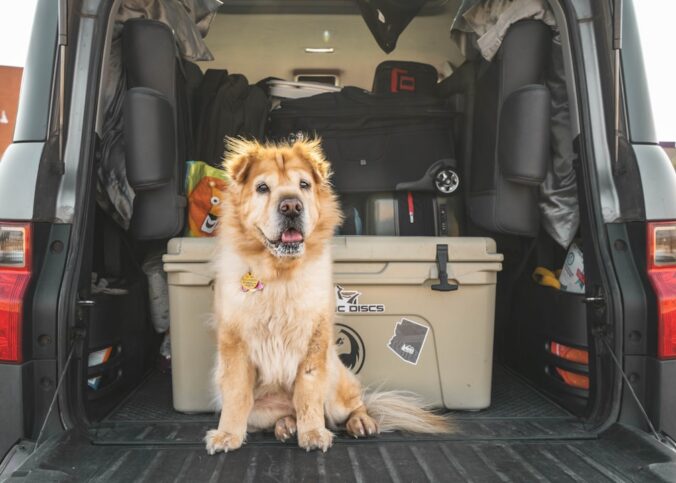 Hunde Transportbox Auto – Praxis-Überblick