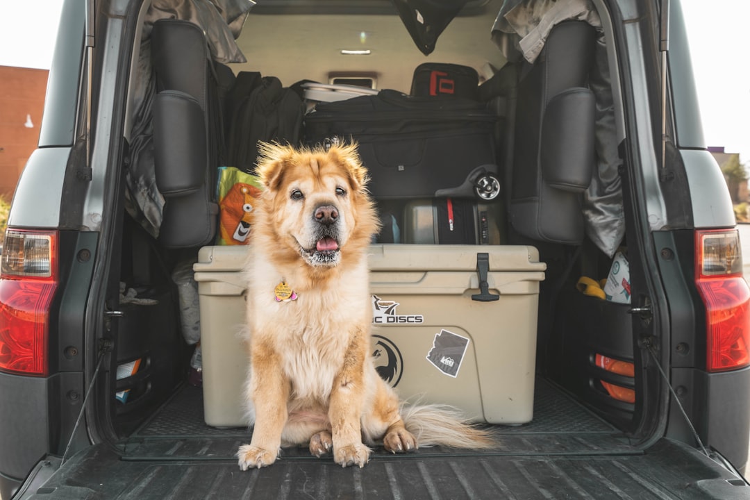 Hunde Transportbox Auto – Praxis-Überblick