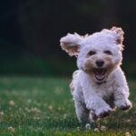 Wie kann man seinen Hund geistig auslasten? – Praxis-Überblick