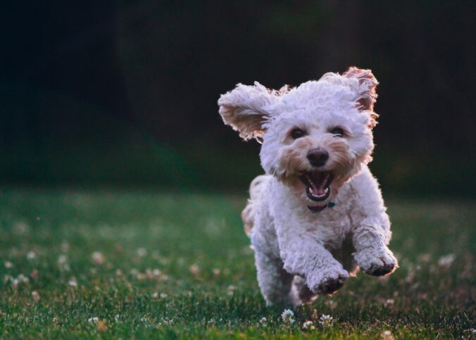 Wie kann man seinen Hund geistig auslasten? – Praxis-Überblick