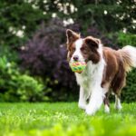 Wie kann ich meinen Hund schnell beschäftigen? – Praxis-Überblick