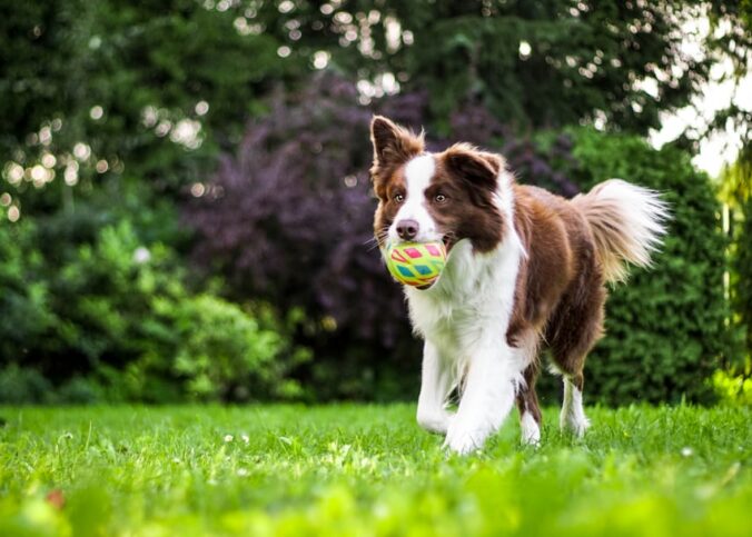 Wie kann ich meinen Hund schnell beschäftigen? – Praxis-Überblick
