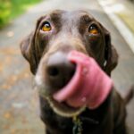 Wie oft darf ich meinem Hund die Schleckmatte geben? – Praxis-Überblick