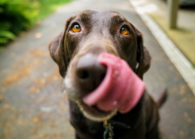 Wie oft darf ich meinem Hund die Schleckmatte geben? – Praxis-Überblick