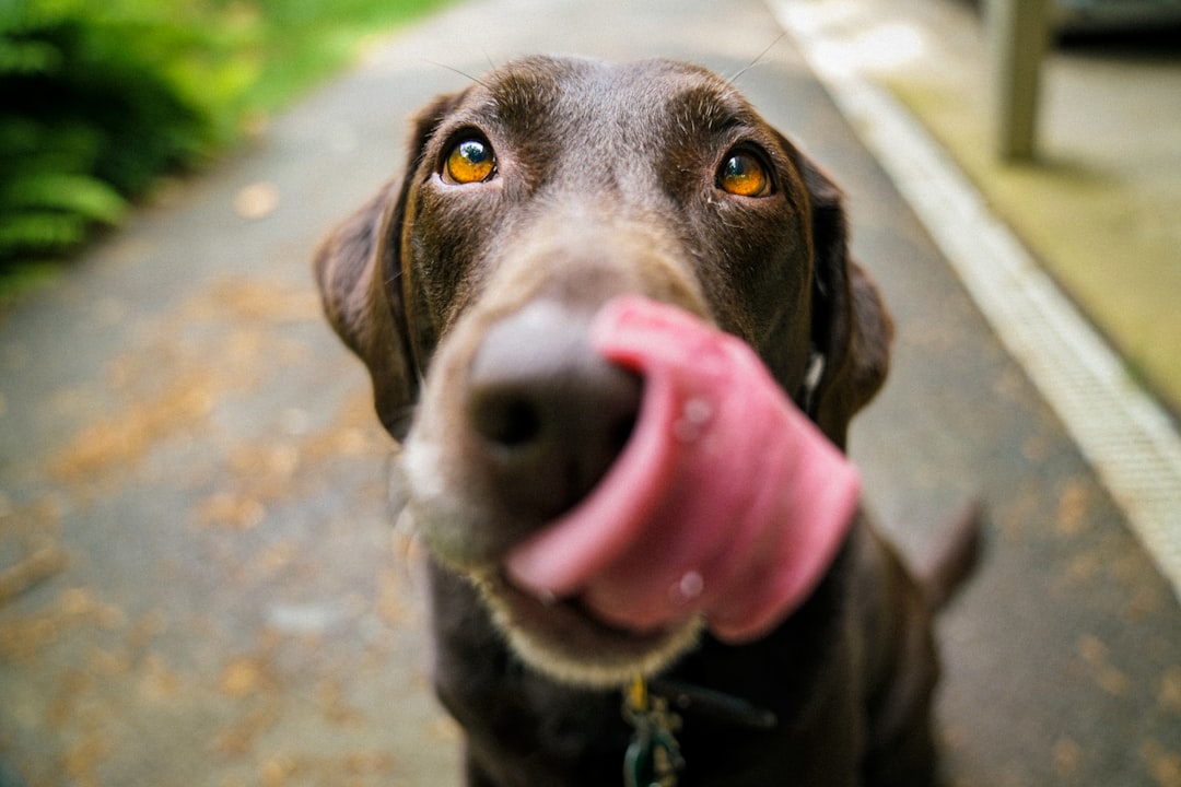 Wie oft darf ich meinem Hund die Schleckmatte geben? – Praxis-Überblick