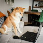Hund bei der Nasenarbeit auf einem Schnüffelteppich