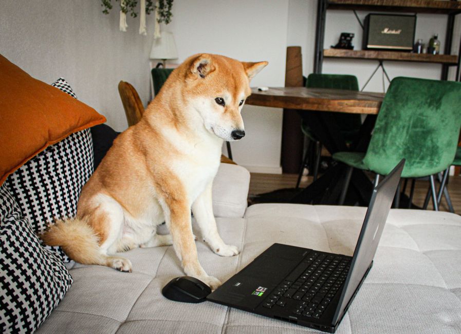 Hund bei der Nasenarbeit auf einem Schnüffelteppich
