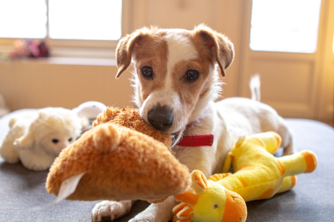 Hund beschäftigt sich mit einem Kauspielzeug