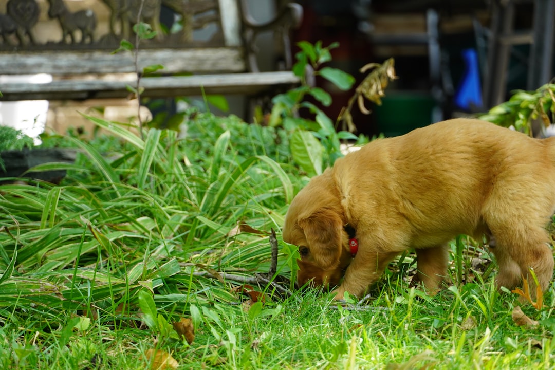 Hund sucht Leckerli im Gras — Nasenarbeit als Beschäftigung