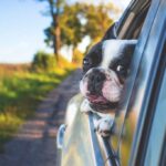 hunde autositz