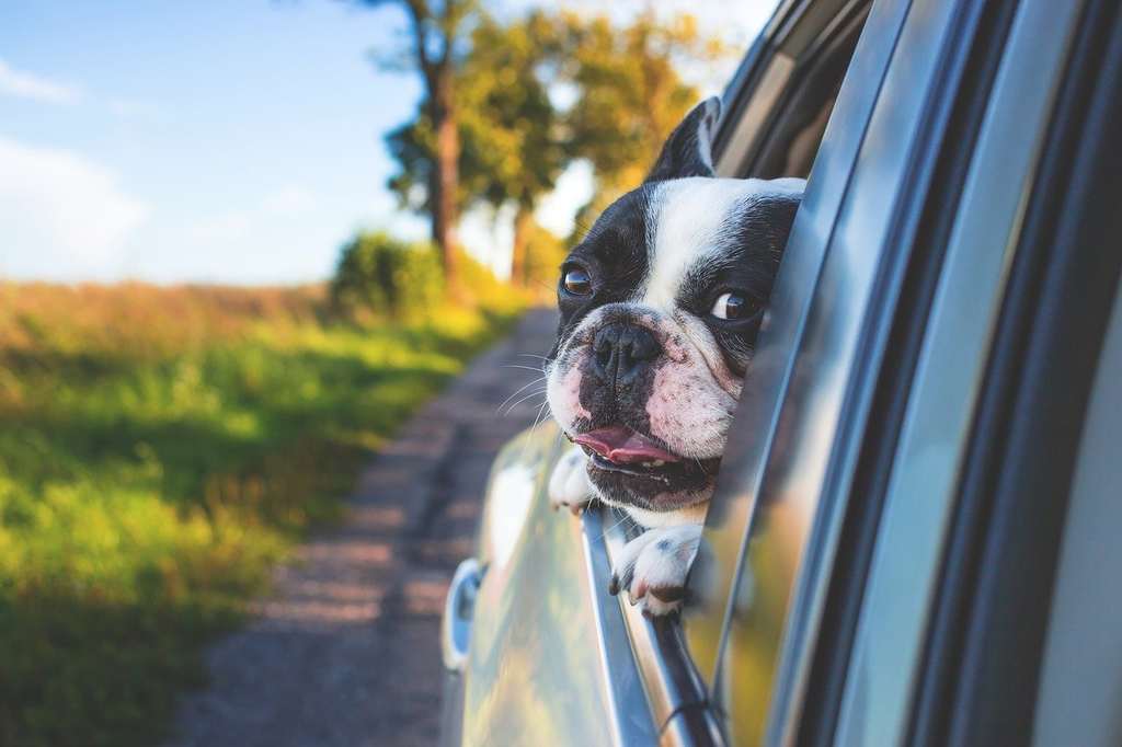 hunde autositz