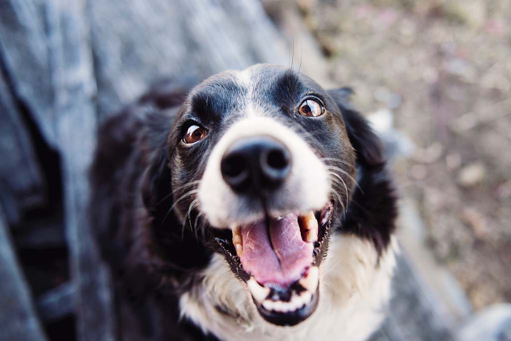 hundefutterkochenundeinfrieren