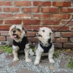 hundegeschirre