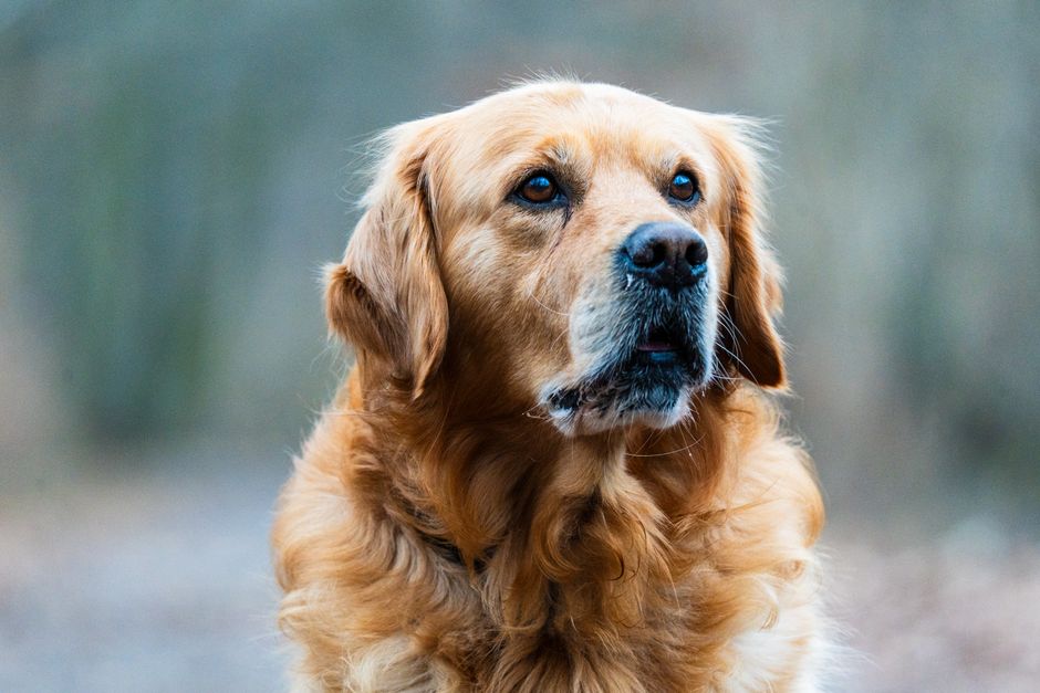 Hund mit glänzendem Fell als Symbolbild für Omega-3 in der Ernährung