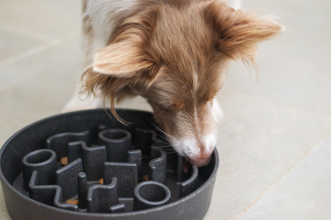 Wie oft darf der Hund die Schleckmatte nutzen – Was schmiert man auf eine Schleckmatte Hund?