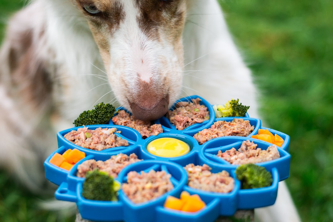 Schleckmatte einfrieren so sparst du Zeit und Geld – Was schmiert man auf eine Schleckmatte Hund?