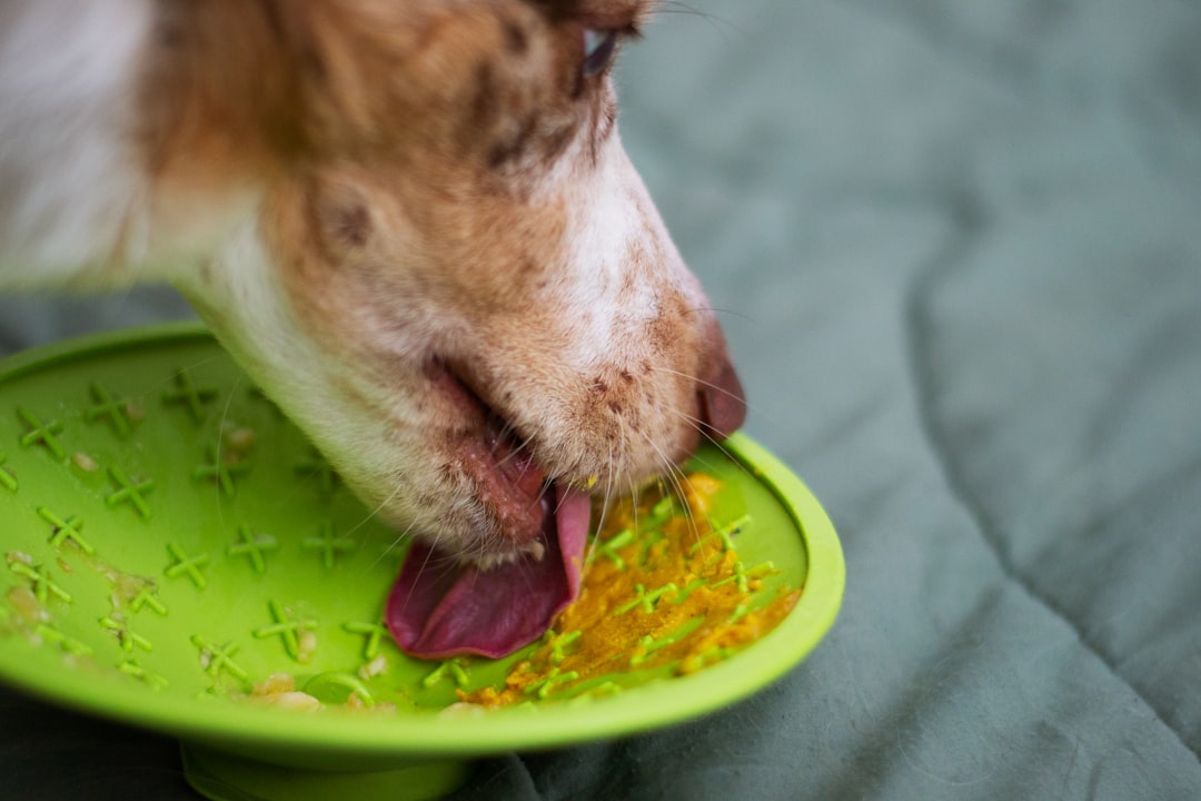 Häufige Fehler beim Befüllen der Schleckmatte – Was schmiert man auf eine Schleckmatte Hund?