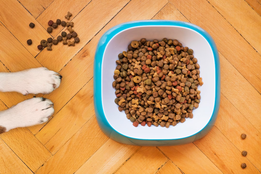 Ernährung je nach Lebensphase und Bedarf anpassen – Was ist die ideale Ernährung für Hunde?