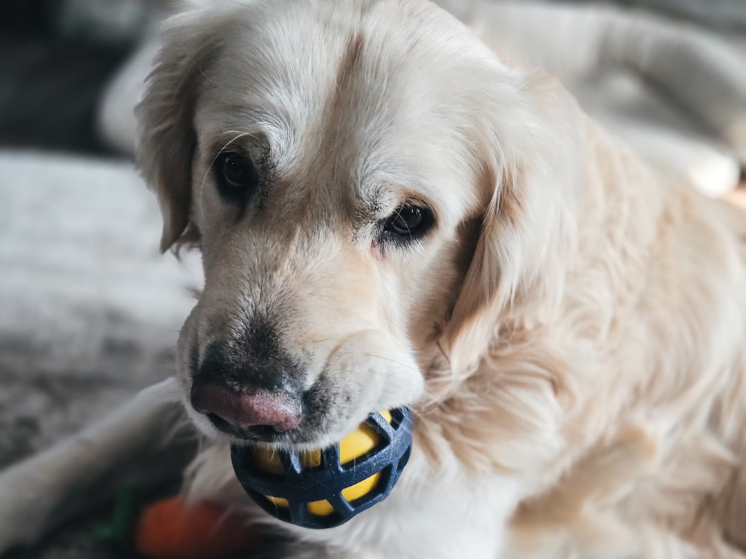 Kopfarbeit für den Hund Ideen für Anfänger und Fortgeschrittene – Wie kann ich meinen Hund den ganzen Tag beschäftigen?