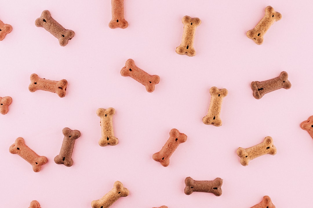 Häufige Fehler beim Beschäftigen und wie du sie vermeidest – Wie kann ich meinen Hund den ganzen Tag beschäftigen?