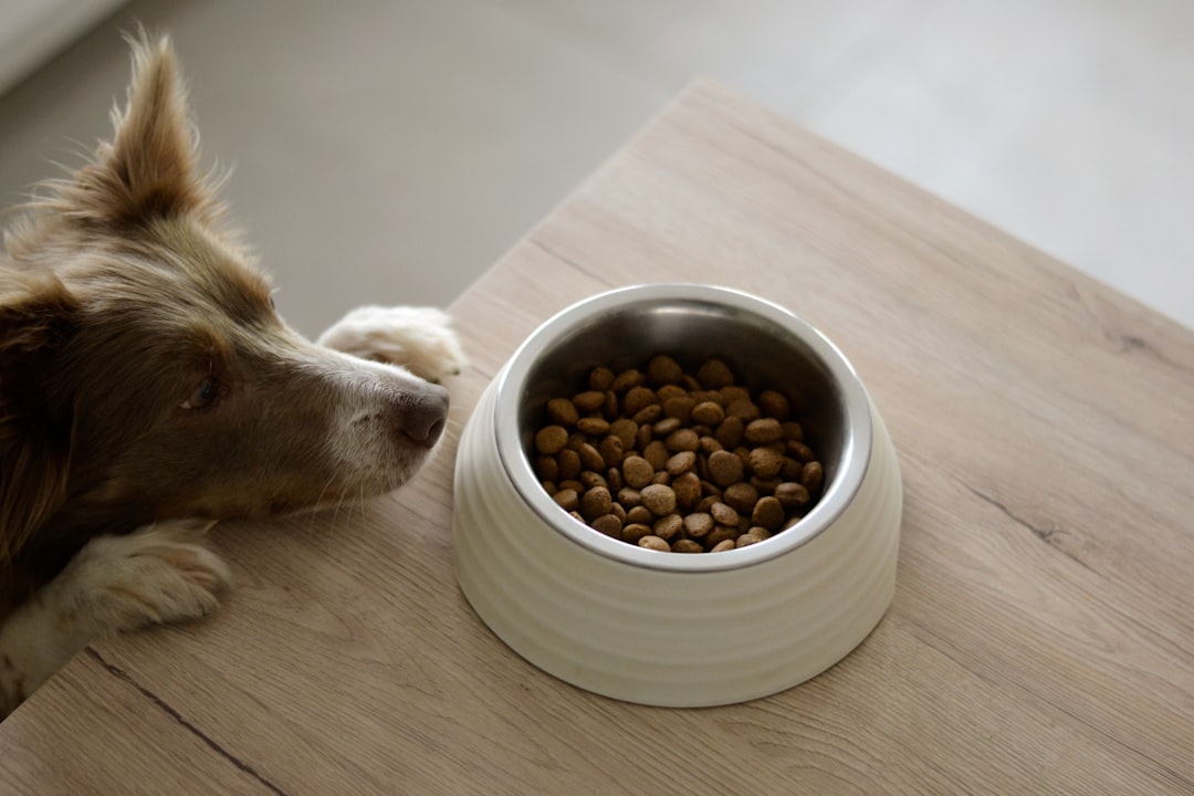 dog nutrition bowl fruit