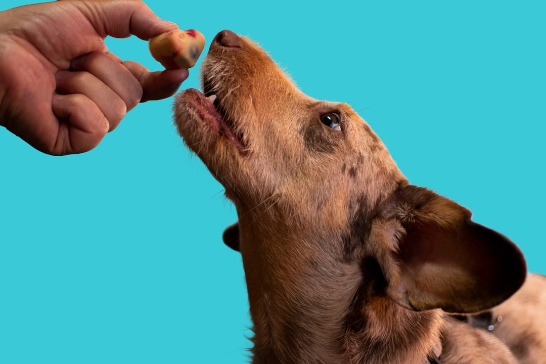 dog with fruit treat