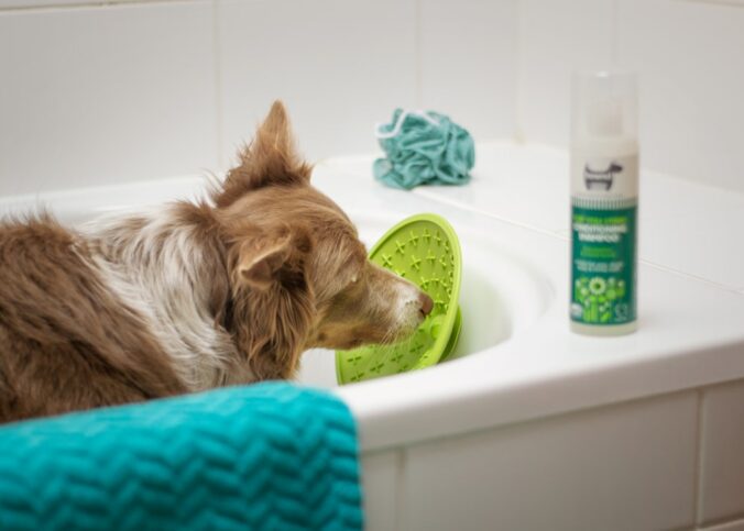 Was schmiert man auf eine Schleckmatte Hund? (2026) – Praxis-Überblick
