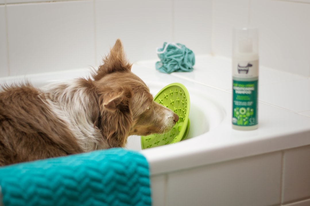 Was schmiert man auf eine Schleckmatte Hund? (2026) – Praxis-Überblick