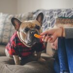 Ideale Ernährung für Hunde: Komplettguide 2026 – Praxis-Überblick