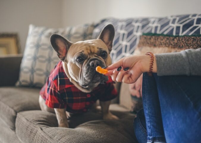 Ideale Ernährung für Hunde: Komplettguide 2026 – Praxis-Überblick