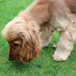 Hund den ganzen Tag beschäftigen: Praxisguide 2026 – Praxis-Überblick