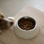 Hund Trockenbarfen – Das steckt dahinter! – Praxis-Überblick