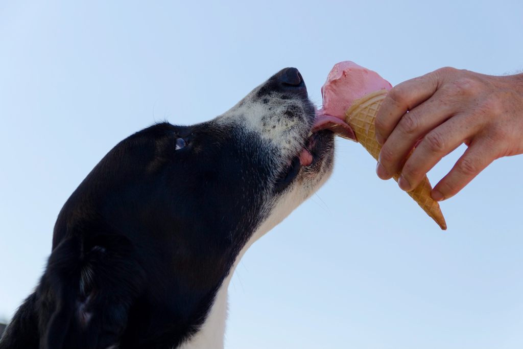 schleckmatte hund