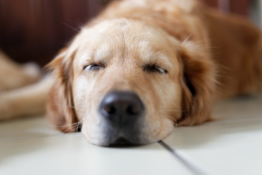 Hund drinnen geistig beschäftigen Ideen für die Wohnung – Wie kann man seinen Hund geistig auslasten?