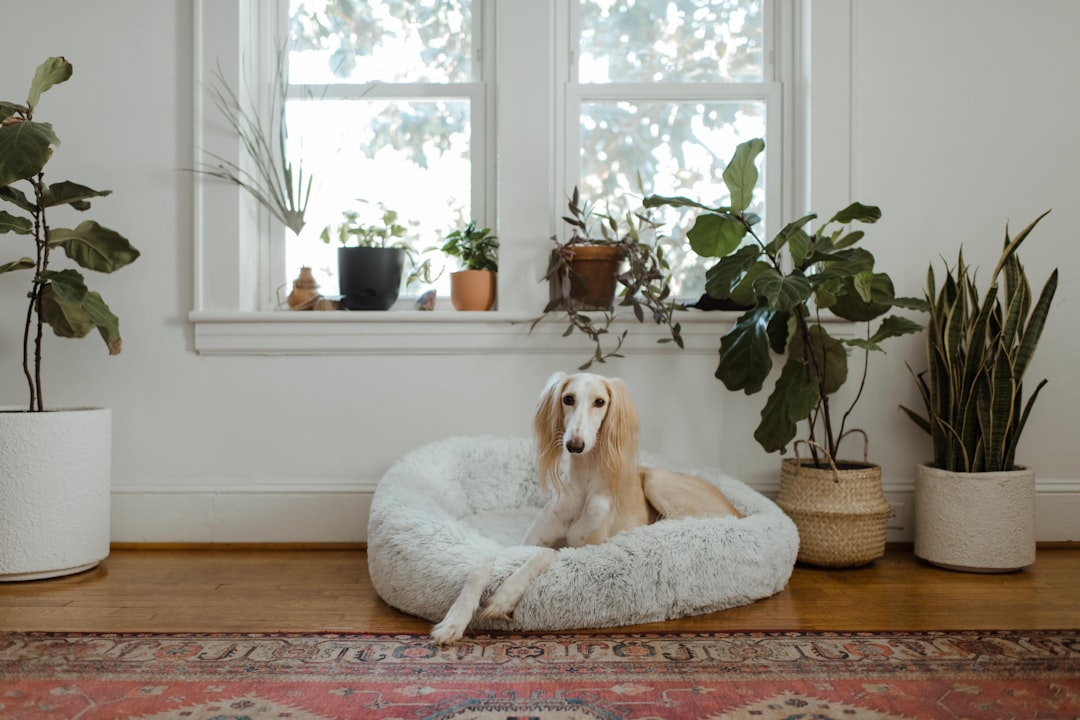 Hund drinnen beschäftigen Denkspiele selber machen – Wie kann ich meinen Hund schnell beschäftigen?