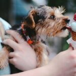 Cremiges Hundeeis selber machen die richtige Konsistenz