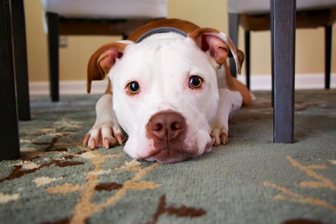 Hund schnüffelt extrem beim Gassigehen wann ist das normal – Wie lange darf ein Hund schnüffeln?