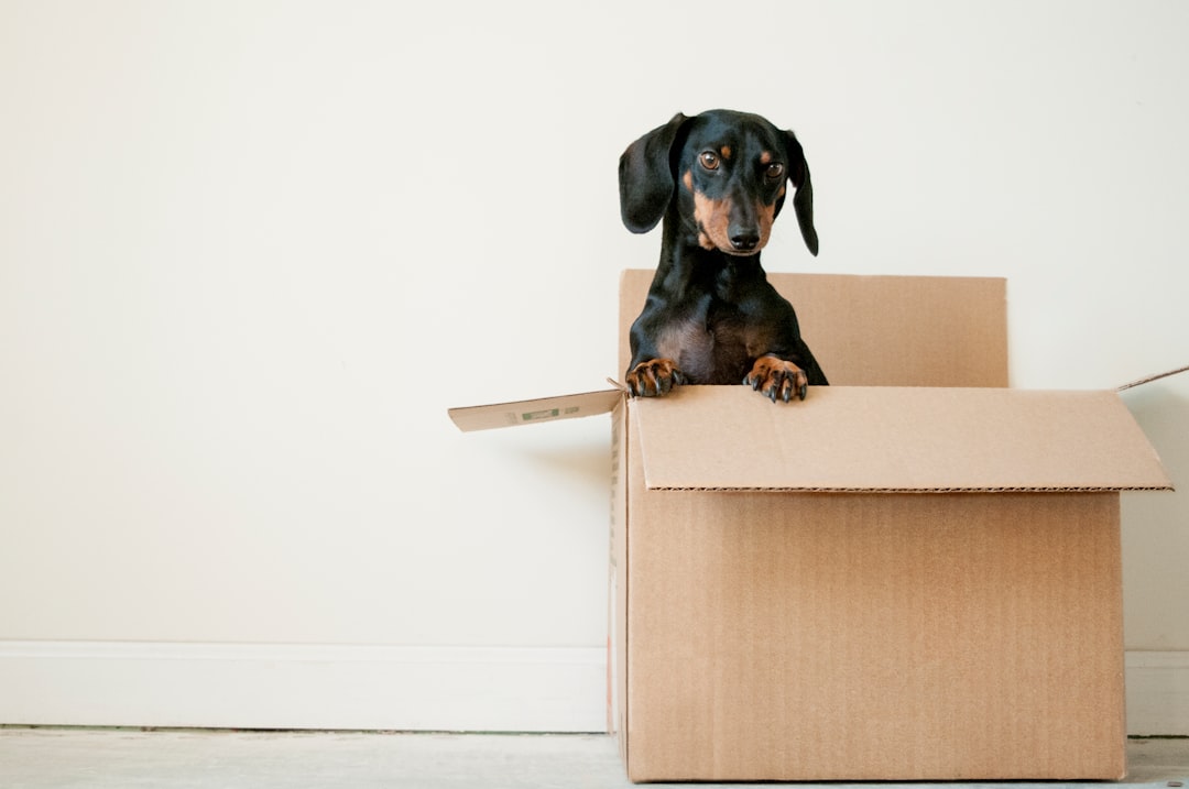 Welche Boxentypen gibt es Material und Bauart im Überblick – Hunde Transportbox Auto